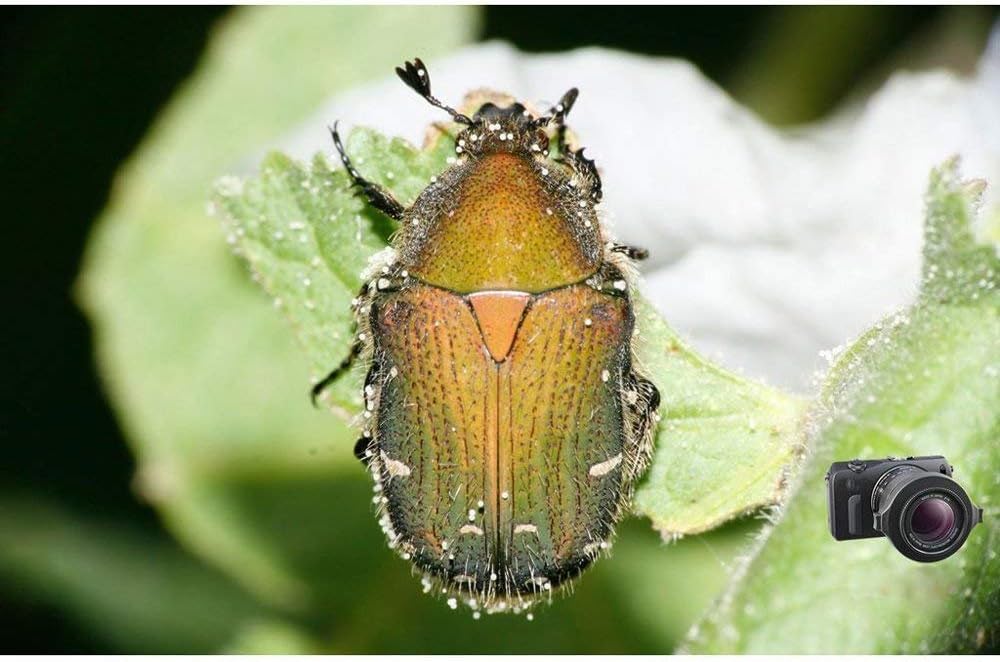 Raynox DCR-250 Super Macro Snap-On Lens - Image 5